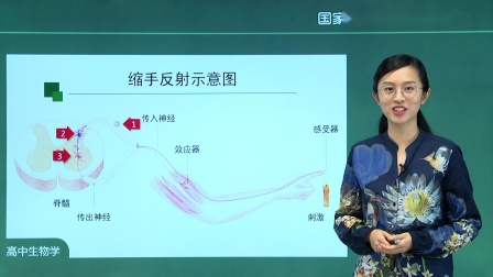 高二生物学(人教版)2.2 神经调节的基本方式