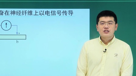 高二生物学(人教版)2.3 神经冲动的产生和传导 第三课时